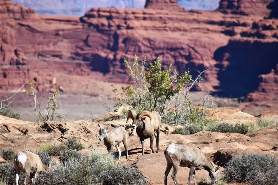 From Moab: Canyonlands 4x4 Drive and Colorado River Rafting